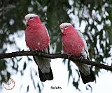 Galahs 9Y517D-018